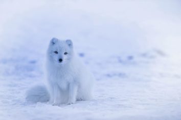 världens farligaste djur