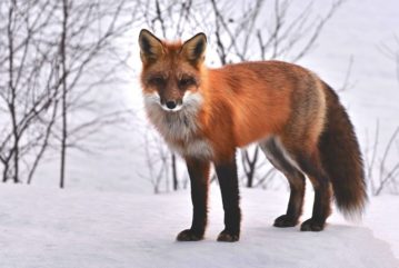 världens sötaste söta katter